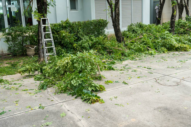 Best Stump Grinding and Removal  in Ohatchee, AL